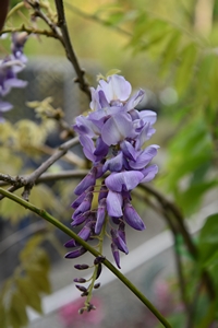 Chinese Wisteria